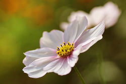 ピンクのコスモス